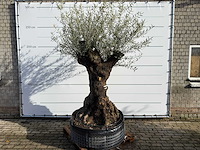 Olijfboom bonsai xl - olea europaea - ca. 150 jaar oud - hoogte ca. 270 cm
