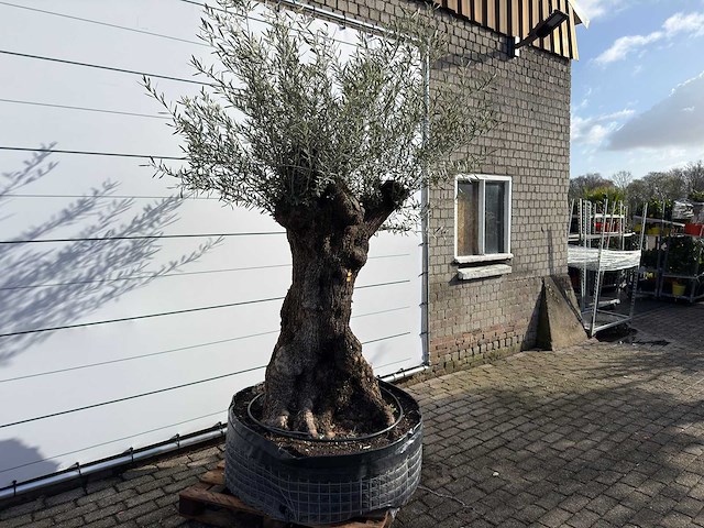 Olijfboom bonsai xl - olea europaea - ca. 150 jaar oud - hoogte ca. 270 cm - afbeelding 5 van  11