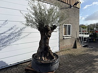 Olijfboom bonsai xl - olea europaea - ca. 150 jaar oud - hoogte ca. 270 cm - afbeelding 5 van  11