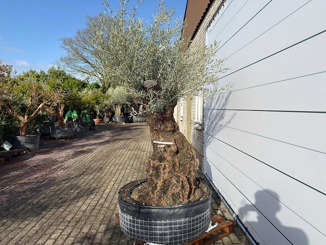 Olijfboom bonsai xl - olea europaea - ca. 150 jaar oud - hoogte ca. 270 cm - afbeelding 6 van  11