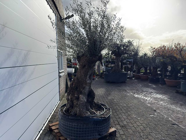 Olijfboom bonsai xl - olea europaea - ca. 150 jaar oud - hoogte ca. 270 cm - afbeelding 7 van  11