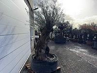 Olijfboom bonsai xl - olea europaea - ca. 150 jaar oud - hoogte ca. 270 cm - afbeelding 7 van  11