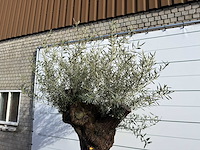 Olijfboom bonsai xl - olea europaea - ca. 150 jaar oud - hoogte ca. 270 cm - afbeelding 9 van  11