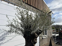 Olijfboom bonsai xl - olea europaea - ca. 150 jaar oud - hoogte ca. 270 cm - afbeelding 10 van  11