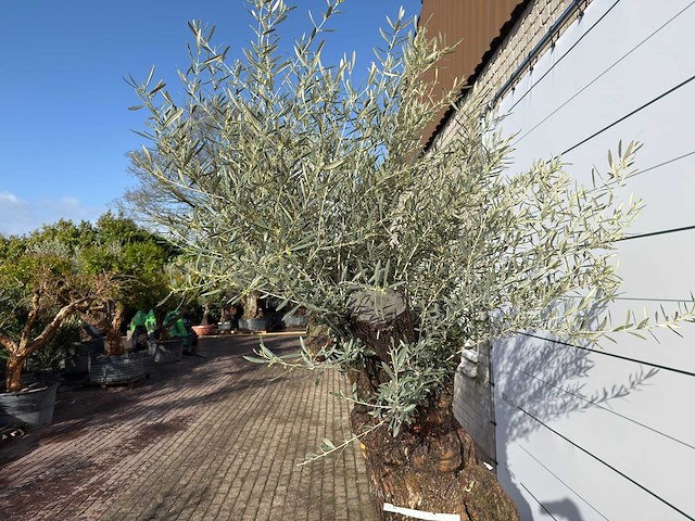 Olijfboom bonsai xl - olea europaea - ca. 150 jaar oud - hoogte ca. 270 cm - afbeelding 11 van  11