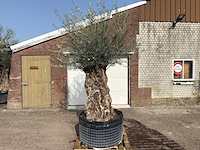 Olijfboom bonsai xl - olea europaea - ca. 150 jaar oud - hoogte ca. 270 cm