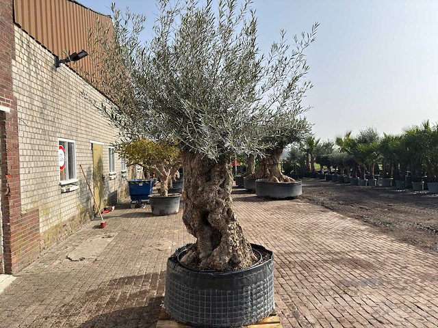 Olijfboom bonsai xl - olea europaea - ca. 150 jaar oud - hoogte ca. 270 cm - afbeelding 3 van  6