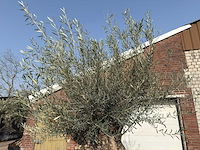 Olijfboom bonsai xl - olea europaea - ca. 150 jaar oud - hoogte ca. 270 cm - afbeelding 6 van  6