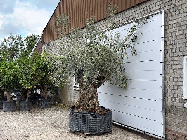 Olijfboom bonsai xl - olea europaea - ca. 150 jaar oud - hoogte ca. 270 cm - afbeelding 2 van  5