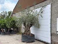 Olijfboom bonsai xl - olea europaea - ca. 150 jaar oud - hoogte ca. 270 cm - afbeelding 2 van  5