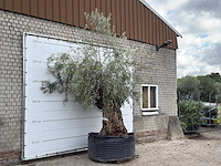 Olijfboom bonsai xl - olea europaea - ca. 150 jaar oud - hoogte ca. 270 cm - afbeelding 3 van  5