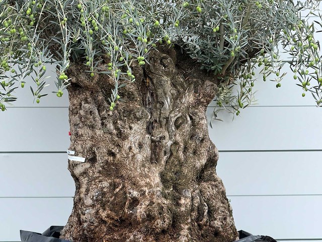 Olijfboom bonsai xl - olea europaea - ca. 150 jaar oud - hoogte ca. 270 cm - afbeelding 4 van  5