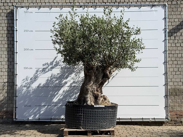 Olijfboom bonsai xl - olea europaea - ca. 150 jaar oud - hoogte ca. 280 cm - afbeelding 1 van  8