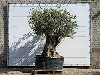 Olijfboom bonsai xl - olea europaea - ca. 150 jaar oud - hoogte ca. 280 cm