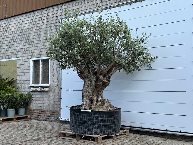 Olijfboom bonsai xl - olea europaea - ca. 150 jaar oud - hoogte ca. 280 cm - afbeelding 2 van  8