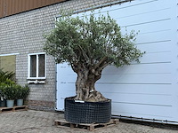 Olijfboom bonsai xl - olea europaea - ca. 150 jaar oud - hoogte ca. 280 cm - afbeelding 2 van  8