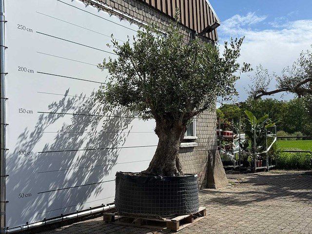 Olijfboom bonsai xl - olea europaea - ca. 150 jaar oud - hoogte ca. 280 cm - afbeelding 3 van  8