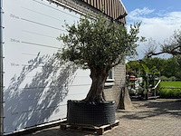 Olijfboom bonsai xl - olea europaea - ca. 150 jaar oud - hoogte ca. 280 cm - afbeelding 3 van  8