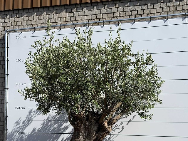 Olijfboom bonsai xl - olea europaea - ca. 150 jaar oud - hoogte ca. 280 cm - afbeelding 4 van  8