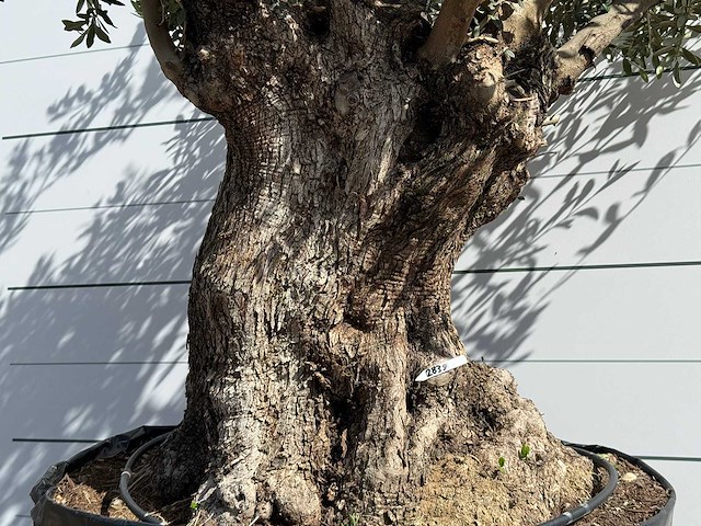 Olijfboom bonsai xl - olea europaea - ca. 150 jaar oud - hoogte ca. 280 cm - afbeelding 5 van  8