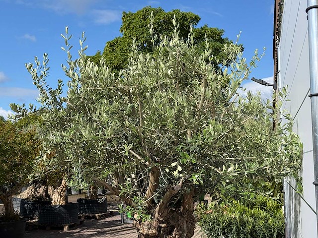 Olijfboom bonsai xl - olea europaea - ca. 150 jaar oud - hoogte ca. 280 cm - afbeelding 6 van  8