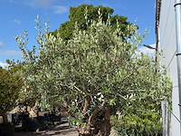 Olijfboom bonsai xl - olea europaea - ca. 150 jaar oud - hoogte ca. 280 cm - afbeelding 6 van  8