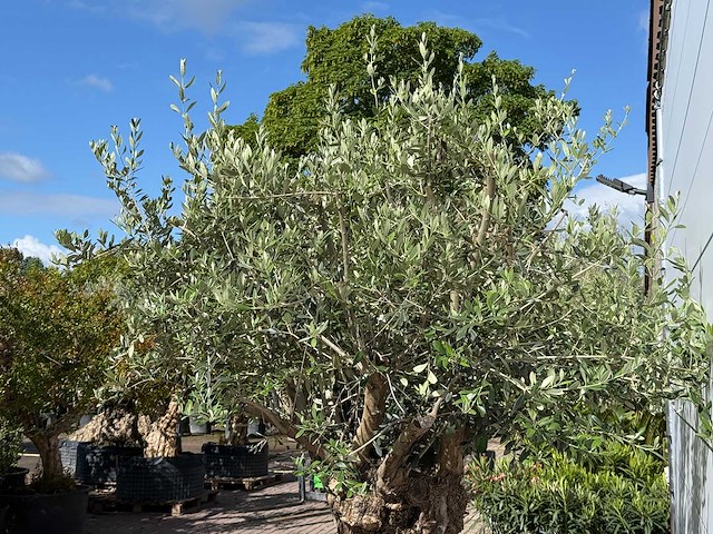 Olijfboom bonsai xl - olea europaea - ca. 150 jaar oud - hoogte ca. 280 cm - afbeelding 7 van  8