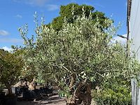 Olijfboom bonsai xl - olea europaea - ca. 150 jaar oud - hoogte ca. 280 cm - afbeelding 7 van  8