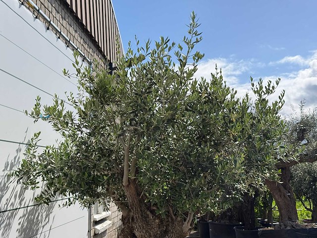 Olijfboom bonsai xl - olea europaea - ca. 150 jaar oud - hoogte ca. 280 cm - afbeelding 8 van  8