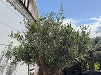 Olijfboom bonsai xl - olea europaea - ca. 150 jaar oud - hoogte ca. 280 cm - afbeelding 8 van  8