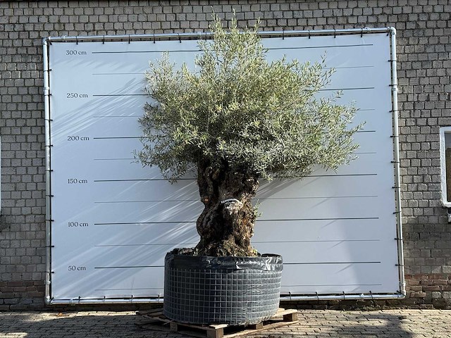 Olijfboom bonsai xl - olea europaea - ca. 150 jaar oud - hoogte ca. 280 cm - afbeelding 1 van  8