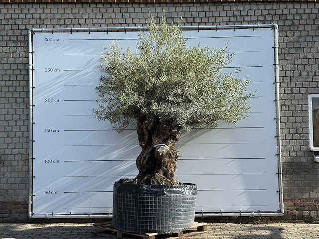 Olijfboom bonsai xl - olea europaea - ca. 150 jaar oud - hoogte ca. 280 cm - afbeelding 2 van  8