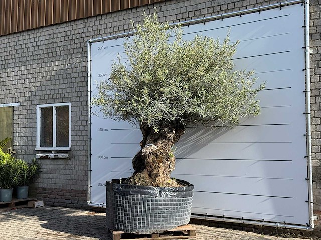 Olijfboom bonsai xl - olea europaea - ca. 150 jaar oud - hoogte ca. 280 cm - afbeelding 3 van  8