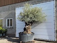 Olijfboom bonsai xl - olea europaea - ca. 150 jaar oud - hoogte ca. 280 cm - afbeelding 3 van  8