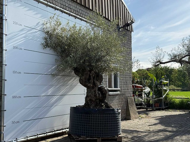 Olijfboom bonsai xl - olea europaea - ca. 150 jaar oud - hoogte ca. 280 cm - afbeelding 4 van  8