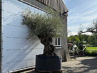 Olijfboom bonsai xl - olea europaea - ca. 150 jaar oud - hoogte ca. 280 cm - afbeelding 4 van  8