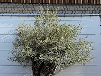 Olijfboom bonsai xl - olea europaea - ca. 150 jaar oud - hoogte ca. 280 cm - afbeelding 5 van  8