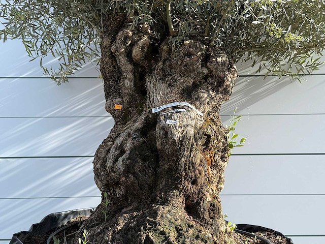 Olijfboom bonsai xl - olea europaea - ca. 150 jaar oud - hoogte ca. 280 cm - afbeelding 6 van  8