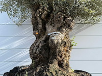 Olijfboom bonsai xl - olea europaea - ca. 150 jaar oud - hoogte ca. 280 cm - afbeelding 6 van  8