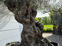 Olijfboom bonsai xl - olea europaea - ca. 150 jaar oud - hoogte ca. 280 cm - afbeelding 7 van  8