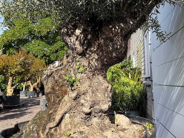 Olijfboom bonsai xl - olea europaea - ca. 150 jaar oud - hoogte ca. 280 cm - afbeelding 8 van  8