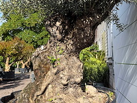 Olijfboom bonsai xl - olea europaea - ca. 150 jaar oud - hoogte ca. 280 cm - afbeelding 8 van  8