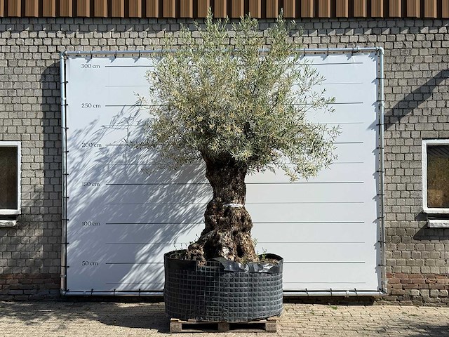 Olijfboom bonsai xl - olea europaea - ca. 150 jaar oud - hoogte ca. 280 cm - afbeelding 1 van  6