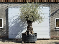 Olijfboom bonsai xl - olea europaea - ca. 150 jaar oud - hoogte ca. 280 cm