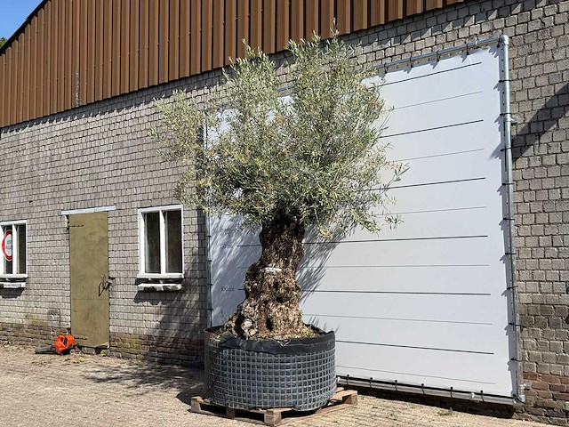 Olijfboom bonsai xl - olea europaea - ca. 150 jaar oud - hoogte ca. 280 cm - afbeelding 2 van  6