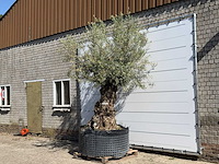 Olijfboom bonsai xl - olea europaea - ca. 150 jaar oud - hoogte ca. 280 cm - afbeelding 2 van  6