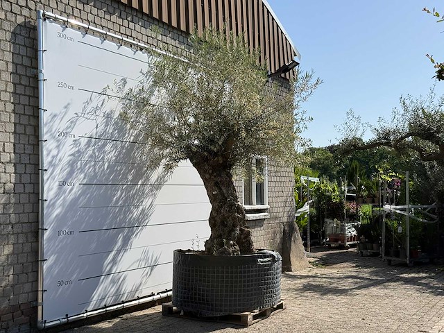 Olijfboom bonsai xl - olea europaea - ca. 150 jaar oud - hoogte ca. 280 cm - afbeelding 3 van  6