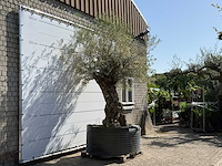 Olijfboom bonsai xl - olea europaea - ca. 150 jaar oud - hoogte ca. 280 cm - afbeelding 3 van  6