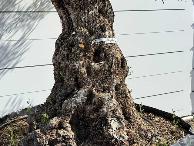 Olijfboom bonsai xl - olea europaea - ca. 150 jaar oud - hoogte ca. 280 cm - afbeelding 4 van  6