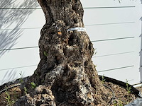 Olijfboom bonsai xl - olea europaea - ca. 150 jaar oud - hoogte ca. 280 cm - afbeelding 4 van  6